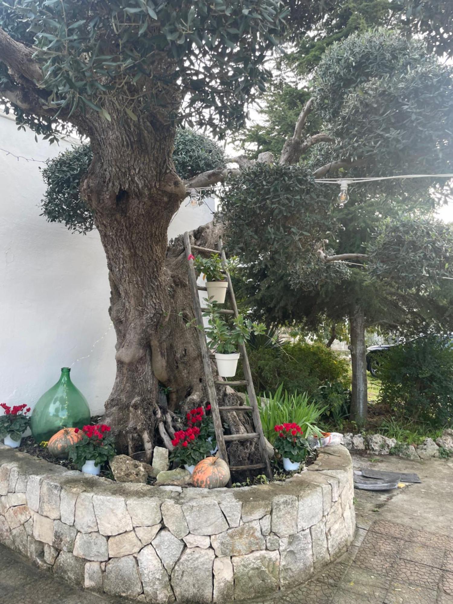 Вилла Il Trullo Di Nonno Licchio Альберобелло Экстерьер фото